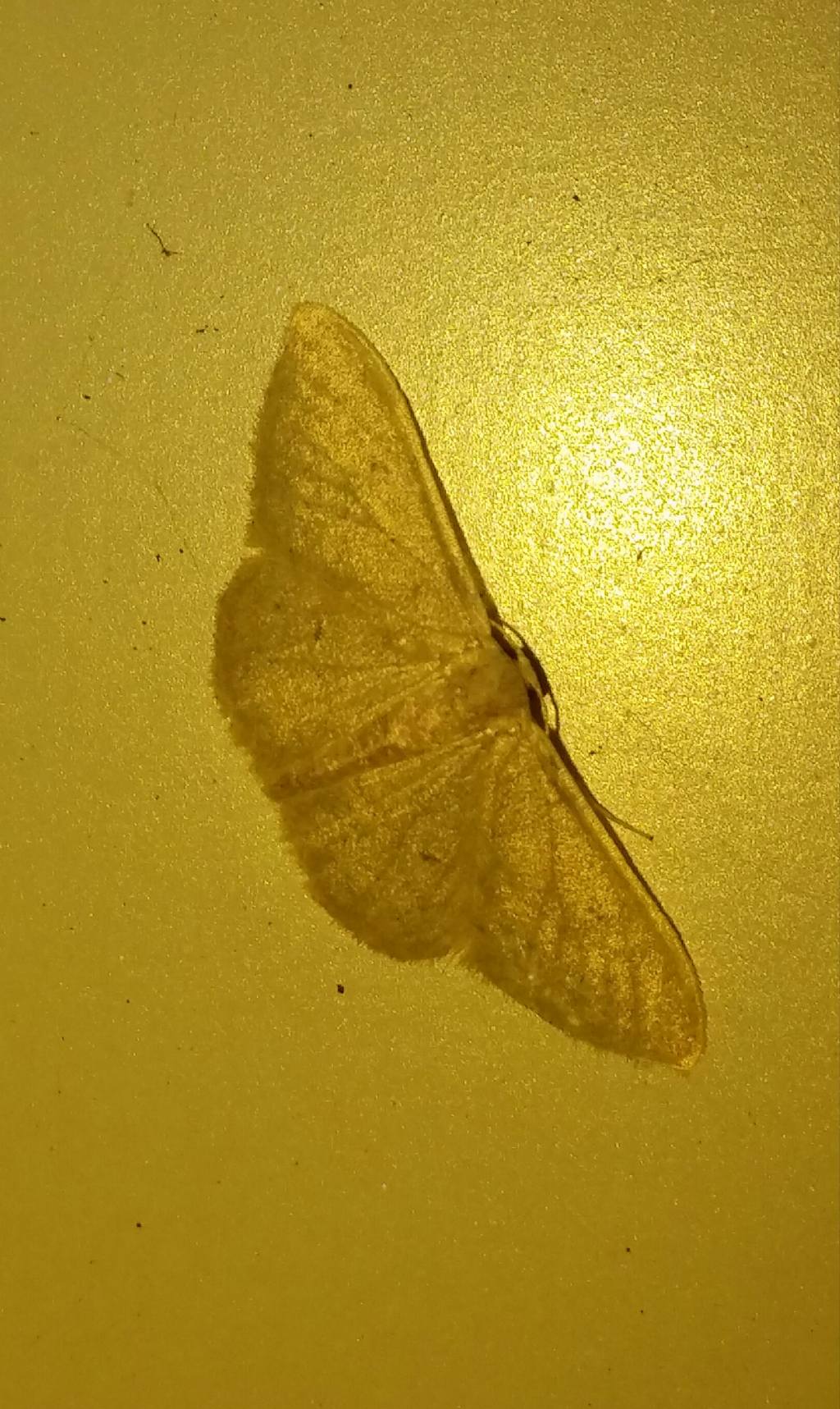 Aiuto id Geomitridae 2 - Geometridae Sterrhinae