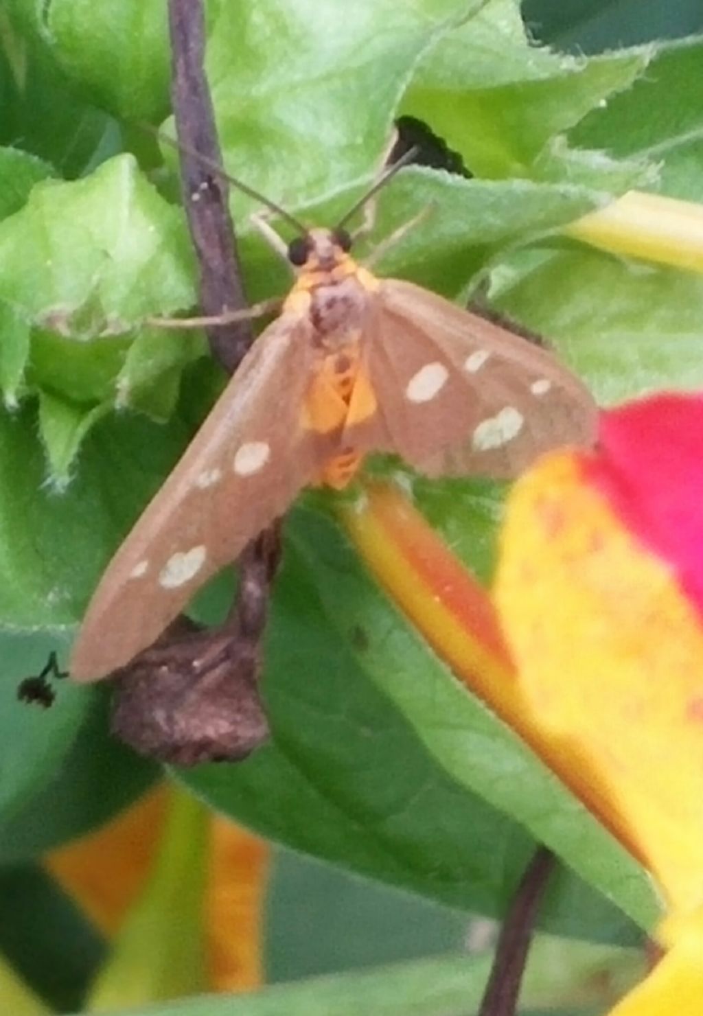 Falena da identificare - Dysauxes famula, Erebidae