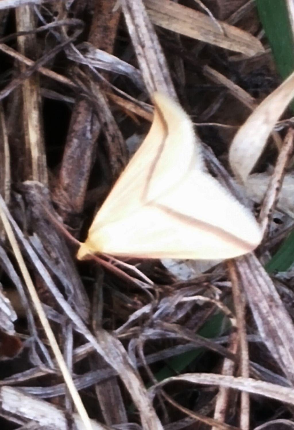 Falena 1 da identificare