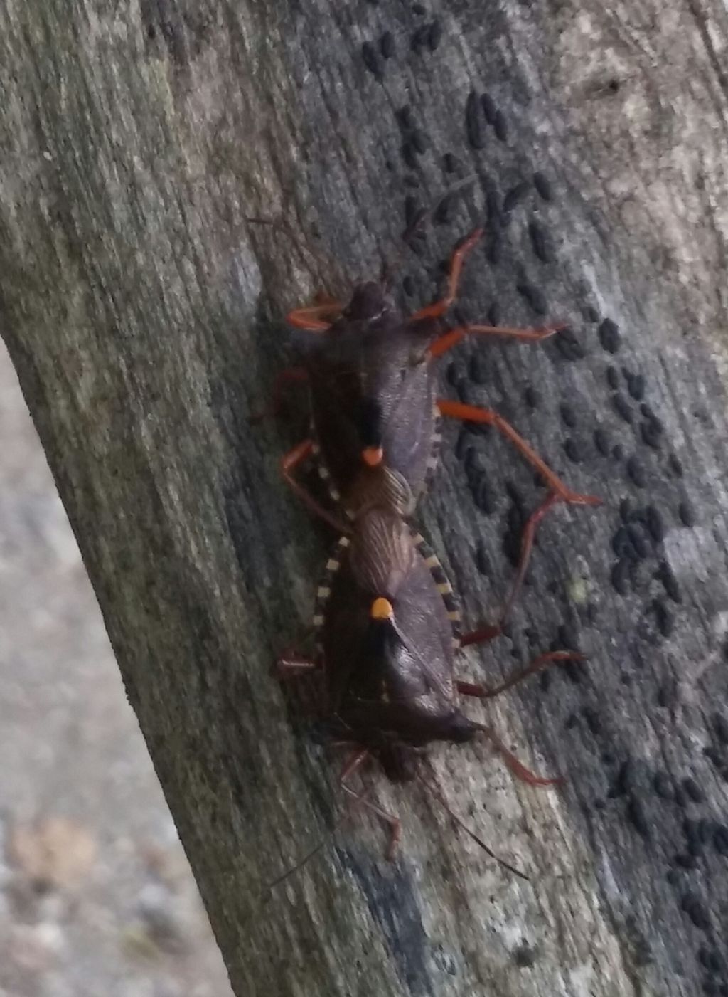 Pentatomidae in accoppiamento:  Pentatoma rufipes