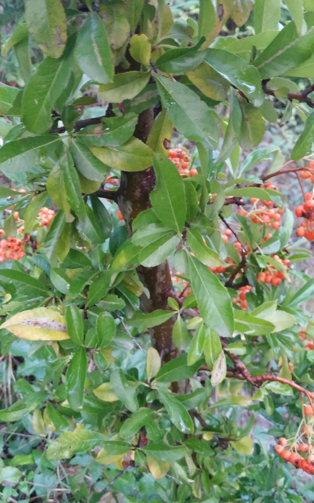 Pyracantha sp.  (Rosaceae)