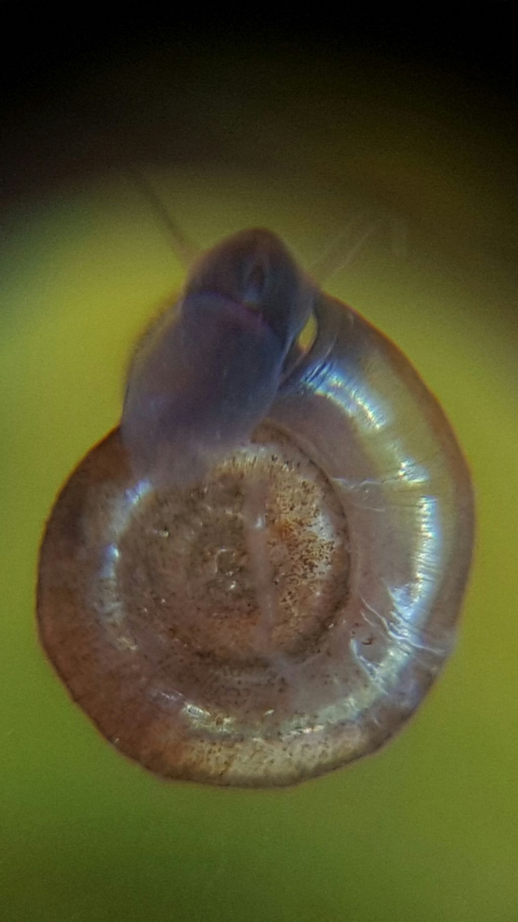 Aiuto identificazione planorbidae