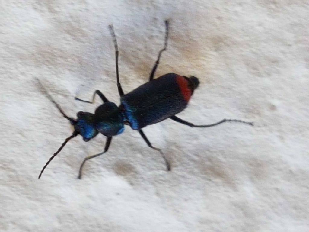 Malachiidae:   Clanoptilus cfr. spinipennis