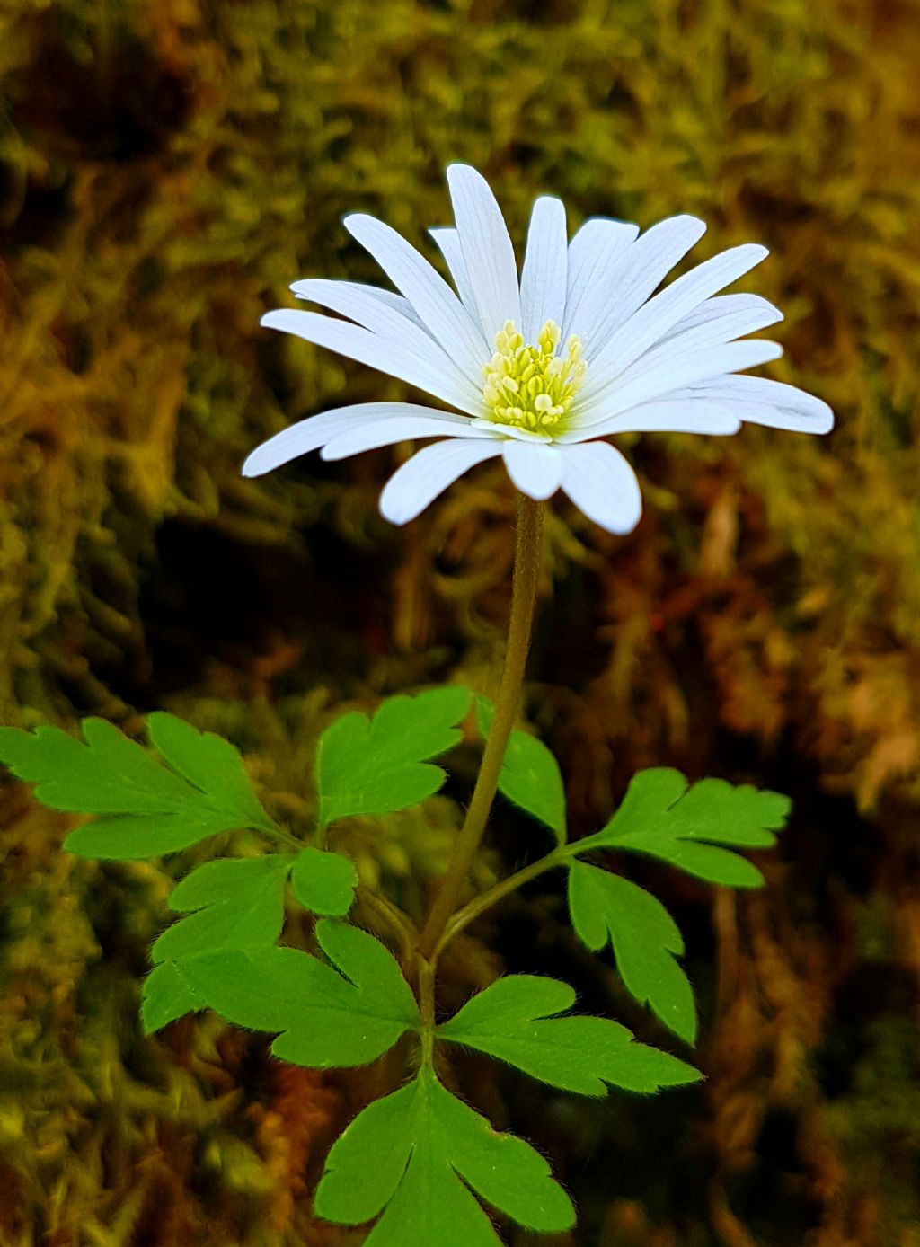 San Fele  (PZ) - Anemone apennina