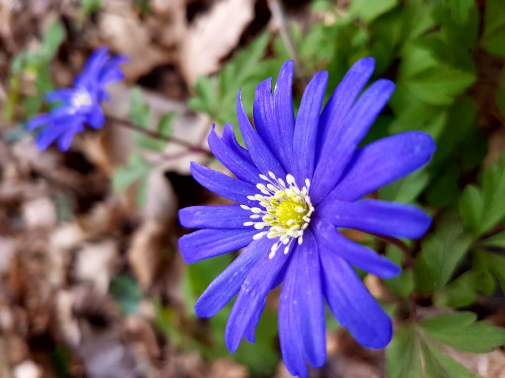 San Fele (PZ) - Anemone apennina