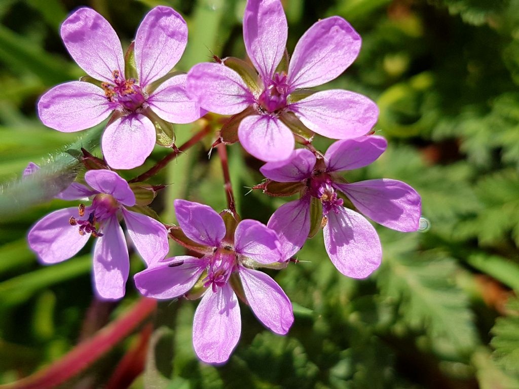 Erodium sp. (Geraniaceae)