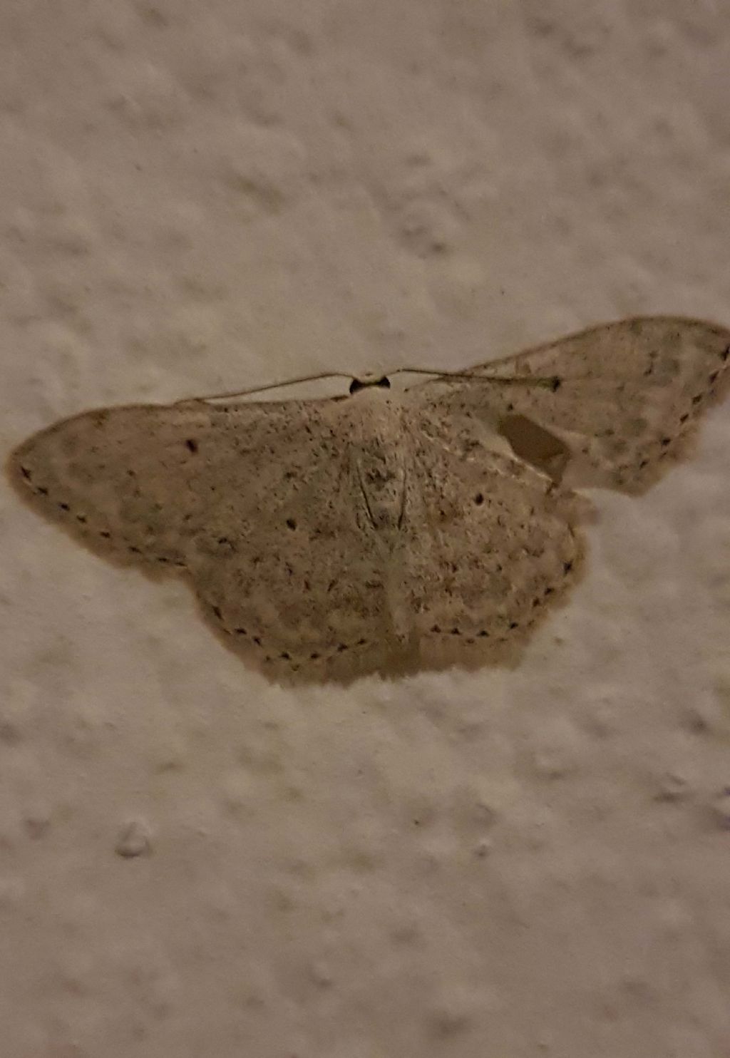 Geometridae da confermare - Idaea seriata