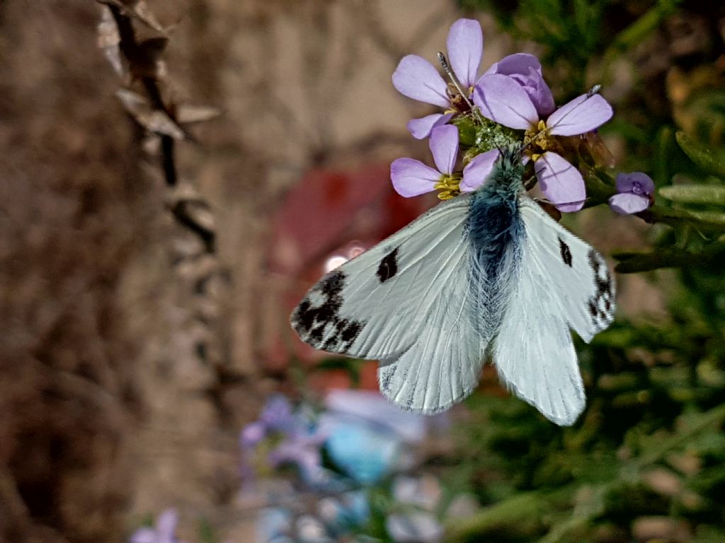 Pieridae da identificare - Pontia edusa