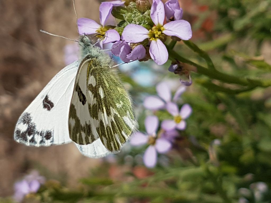 Pieridae da identificare - Pontia edusa