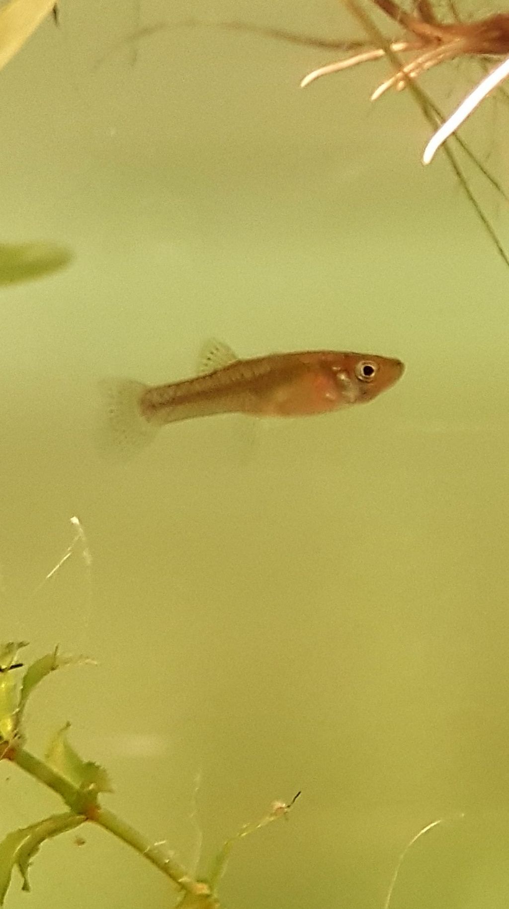 Pesce da identificare: Gambusia (Gambusia affinis)