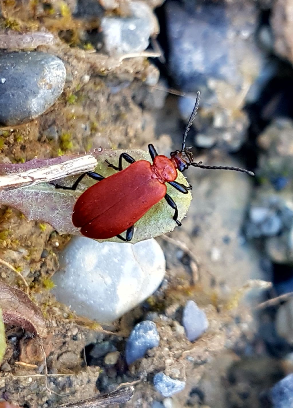 Pyrochroa coccinea (Pyrochroidae)