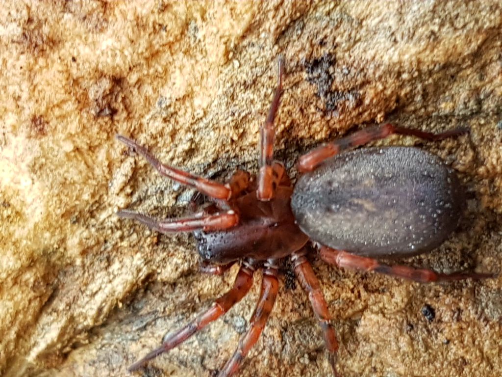 Agelenidae: Coelotes sp. - San Severino Lucano (PZ)