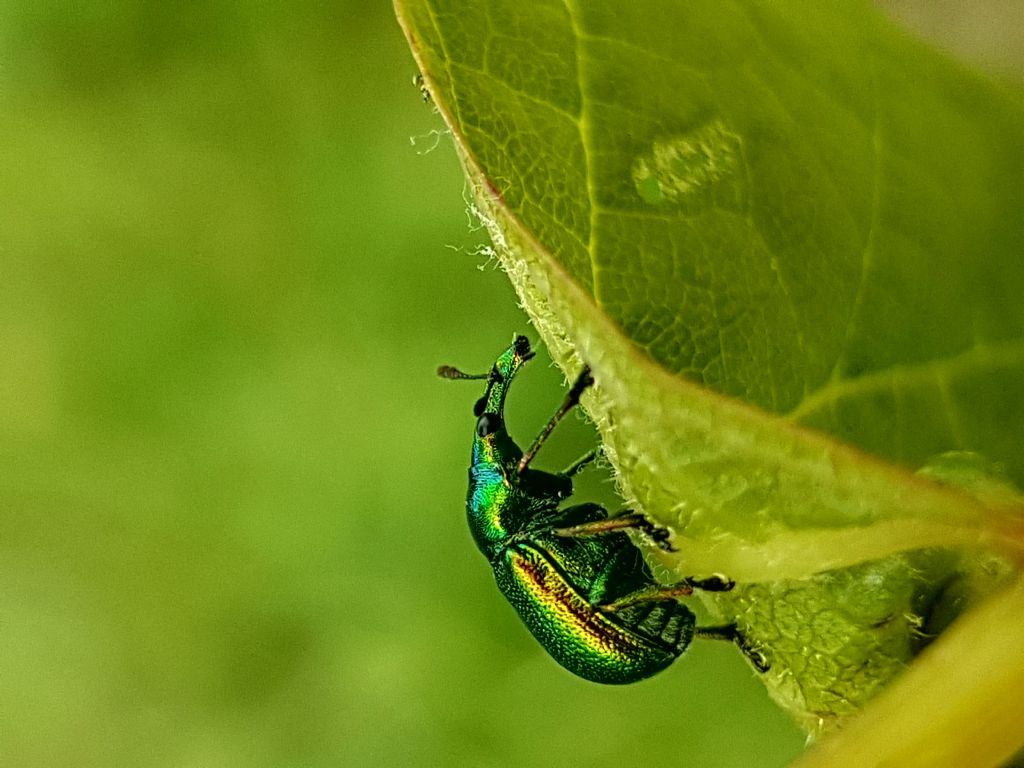 Curculionidae?  No, Rhynchitidae: Byctiscus betulae ( sigaraio della vite)