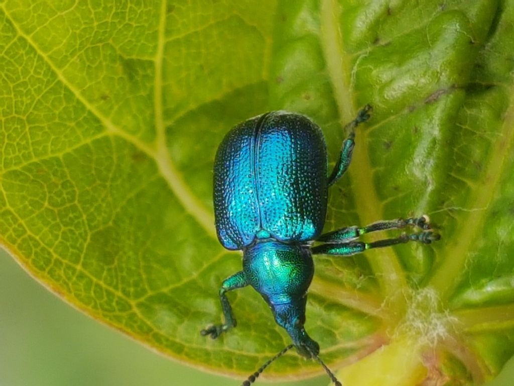 Altro Curculionidae? No, Rhynchitidae, femmina di Byctiscus betulae (sigaraio della vite)
