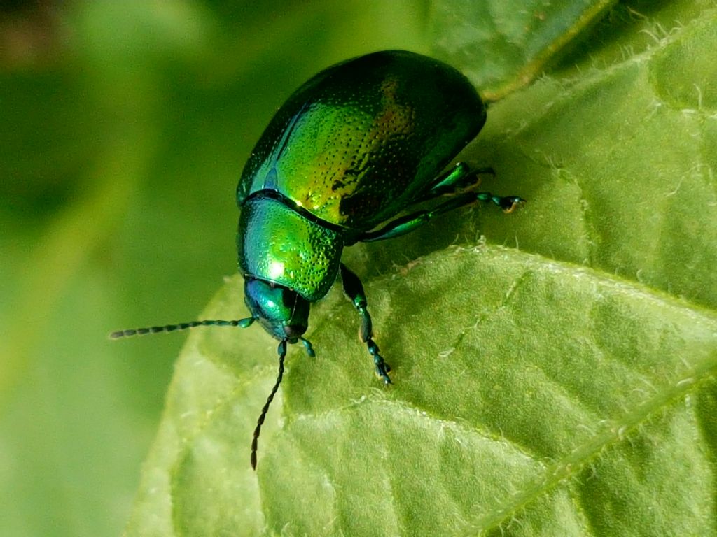 Chrysolina herbacea, Chrysomelidae