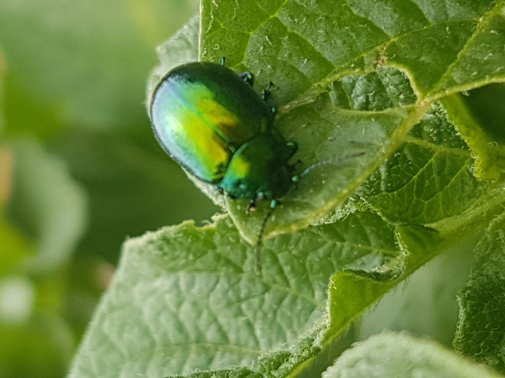 Chrysolina herbacea, Chrysomelidae