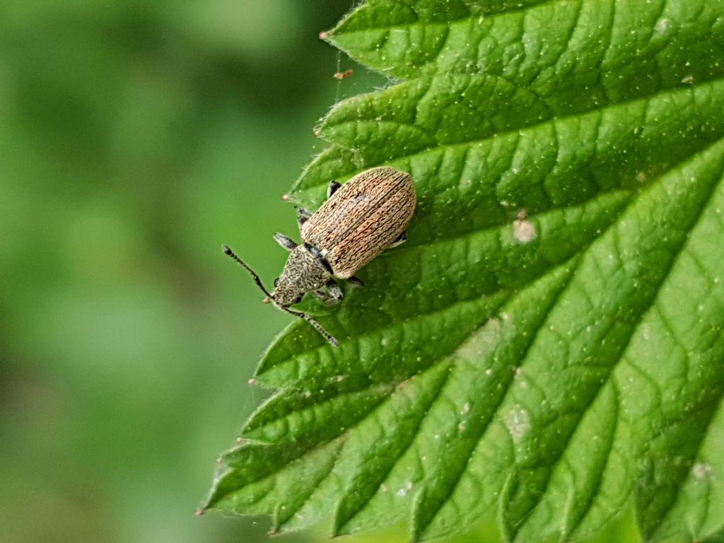 Curculionidae: Phyllobius italicus