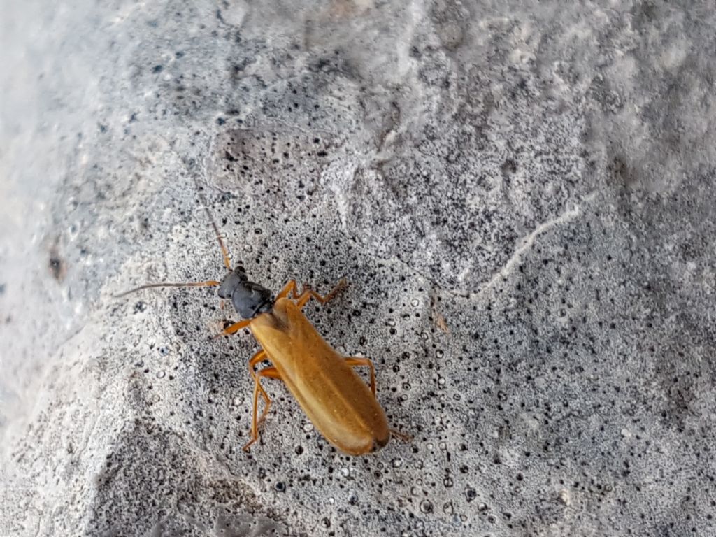 Cantharidae:  Rhagonycha lignosa