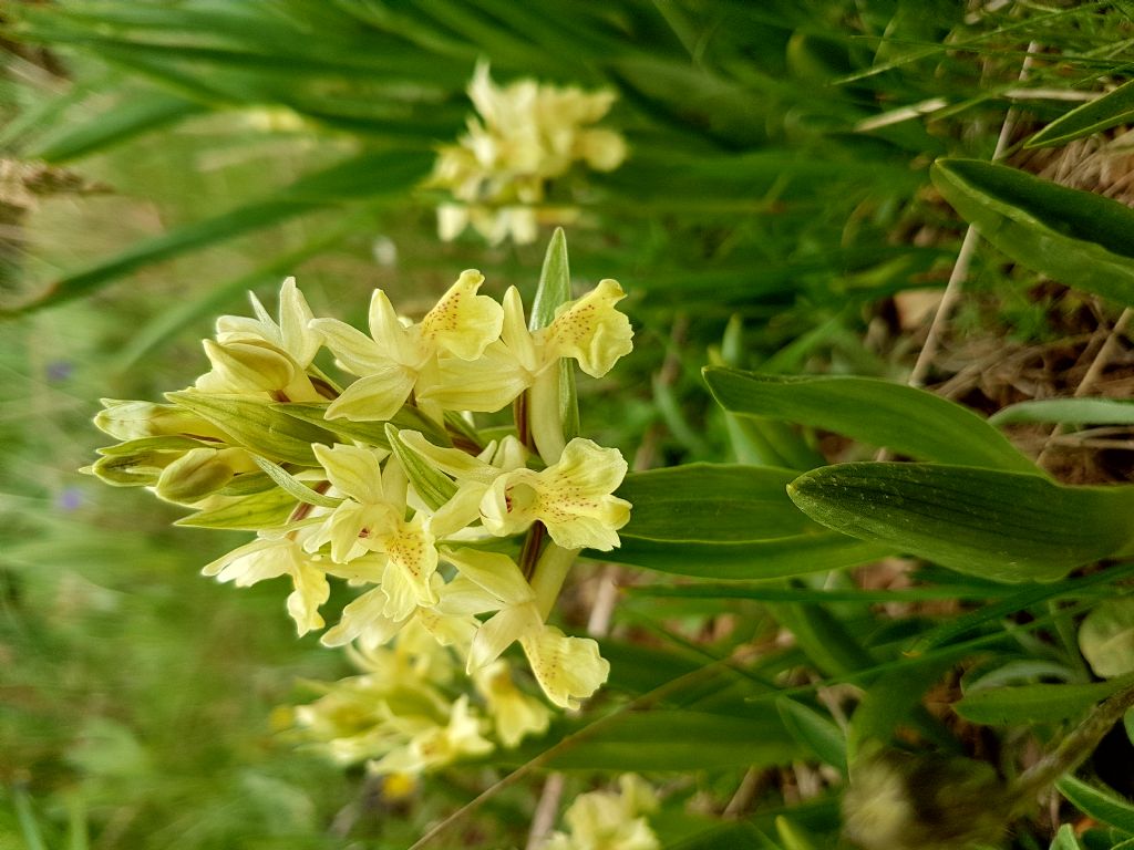 Dactylorhiza sambucina