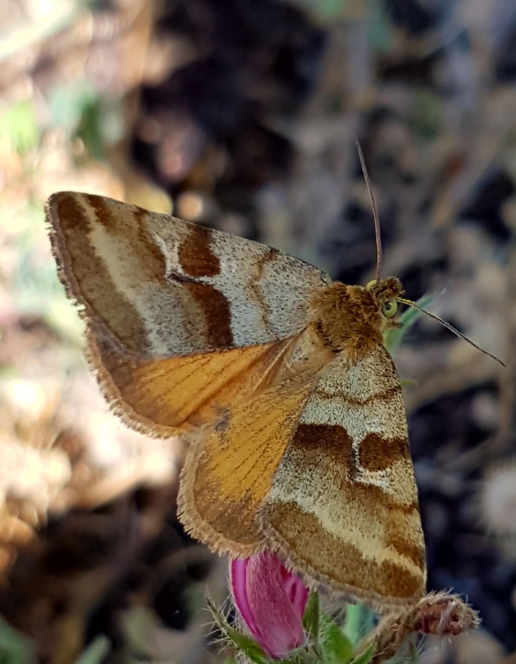 Da identificare - Synthymia fixa, Noctuidae
