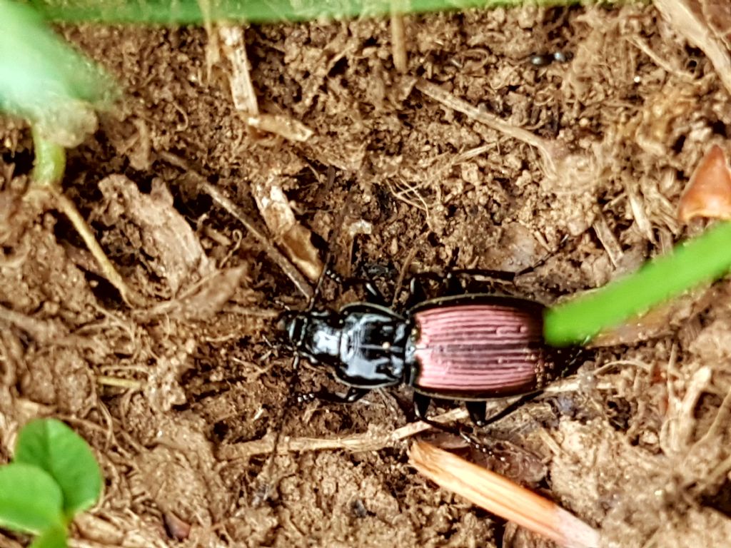 Carabidae montano: Pterostichus bicolor amorei