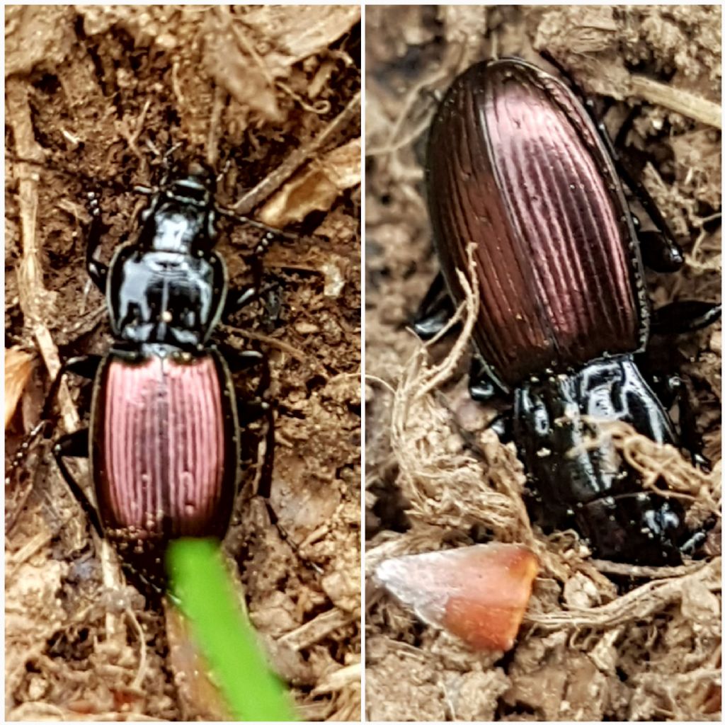 Carabidae montano: Pterostichus bicolor amorei
