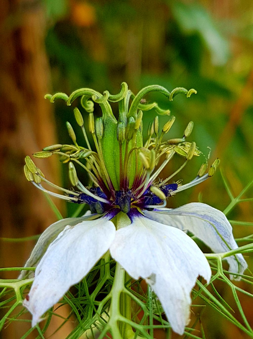 Fiore selvatico - Nigella damascena