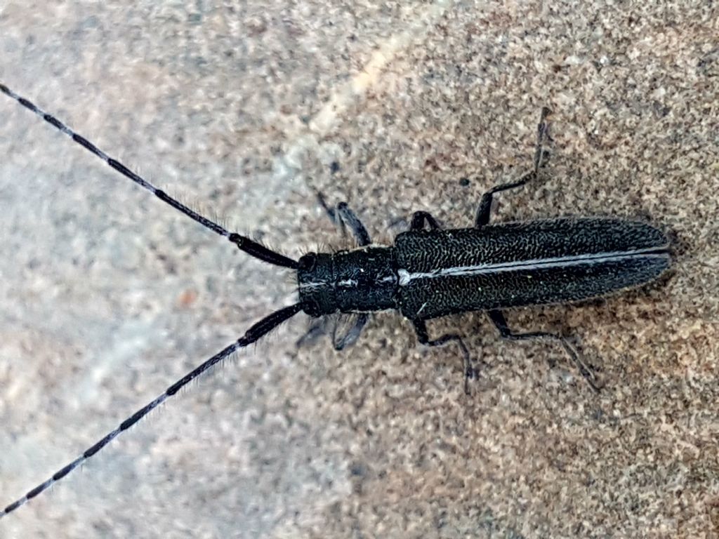 Cerambycidae: Agapanthia cardui