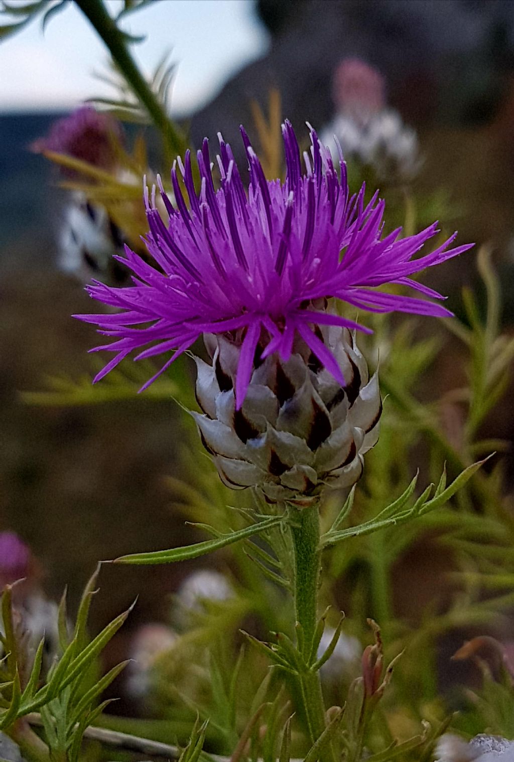 Centaurea deusta