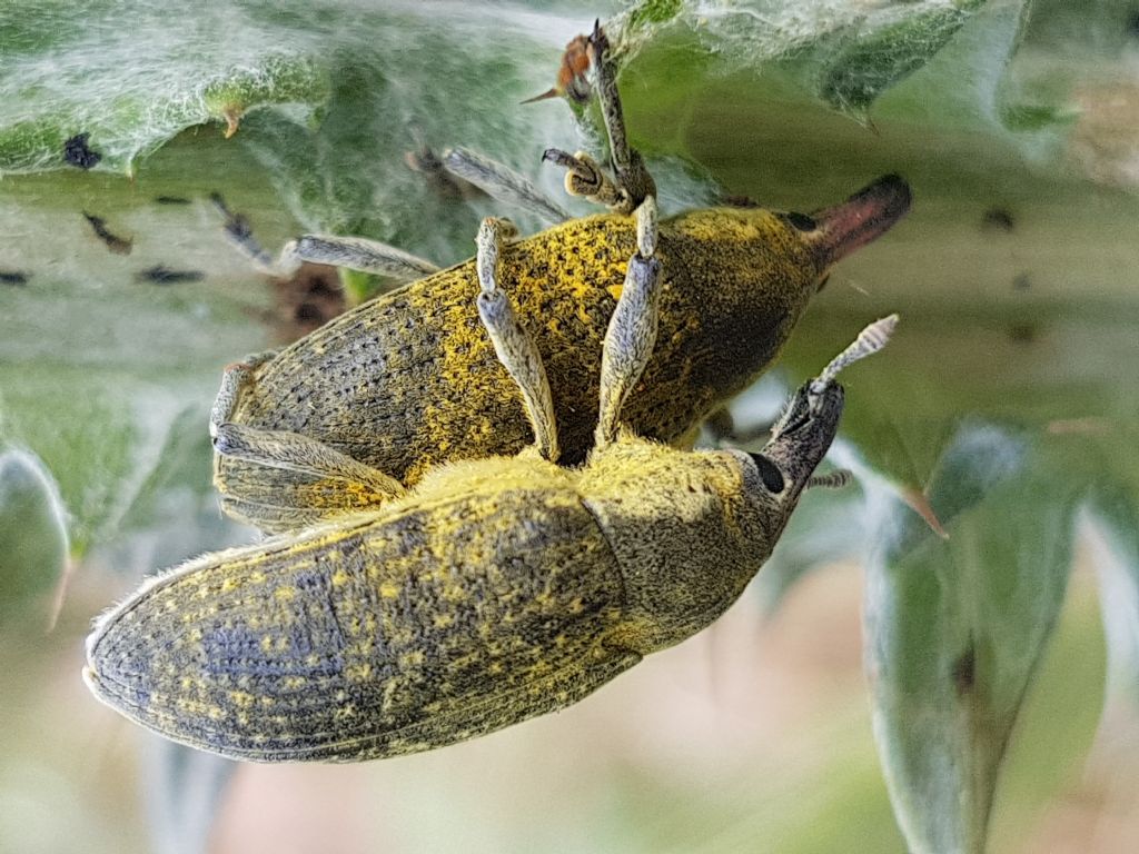 Curculionidae in accoppiamento:  Larinus (Larinus) cynarae