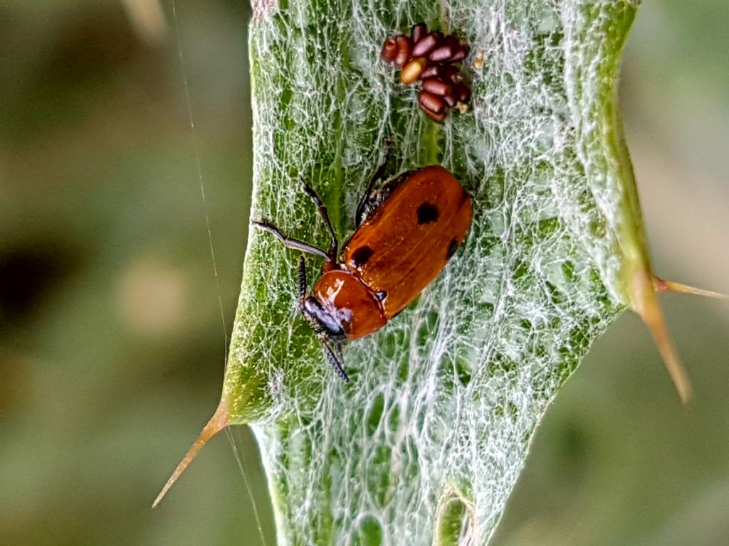 Chrysomelidae: femmina di Macrolenes dentipes