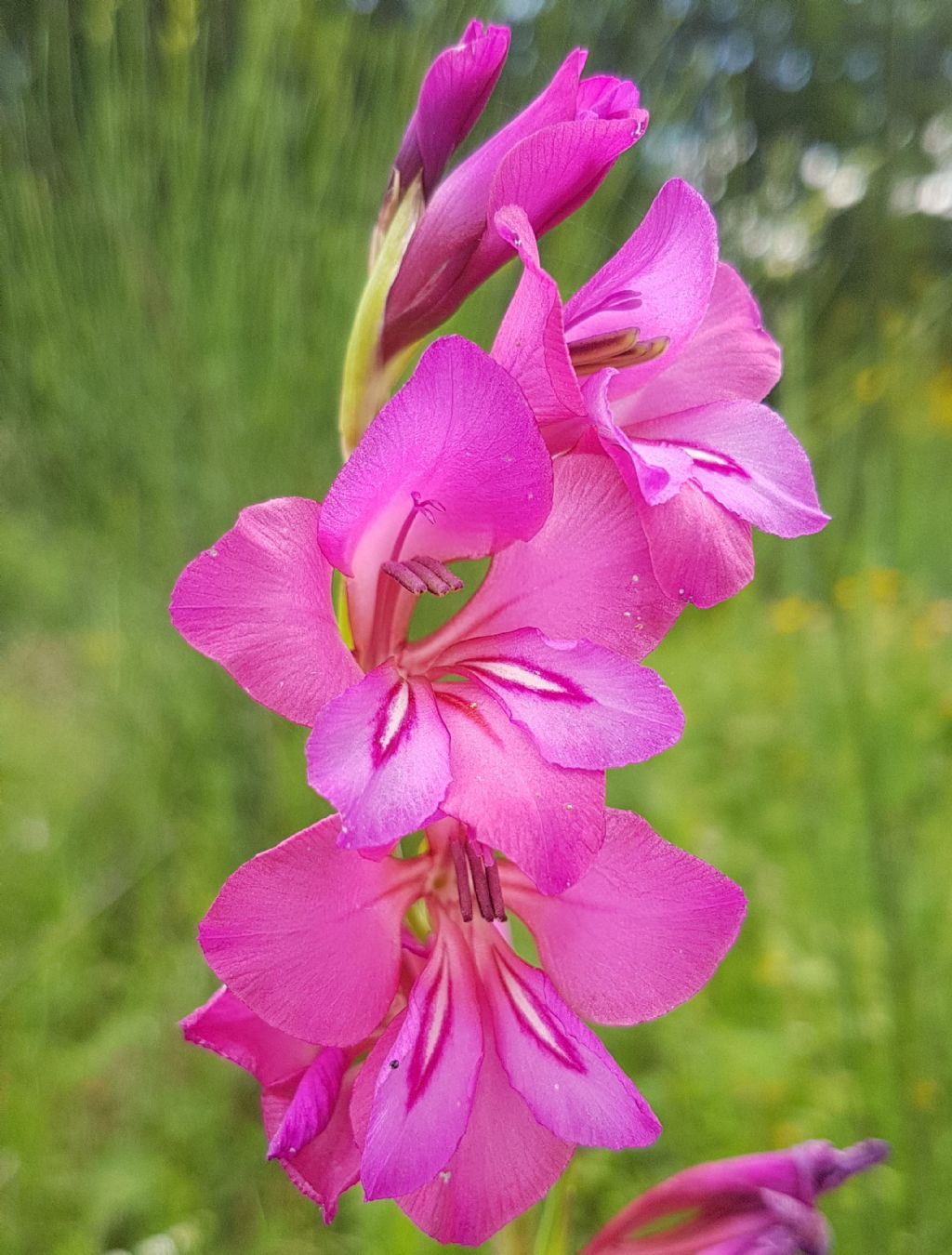 Gladiolus sp.