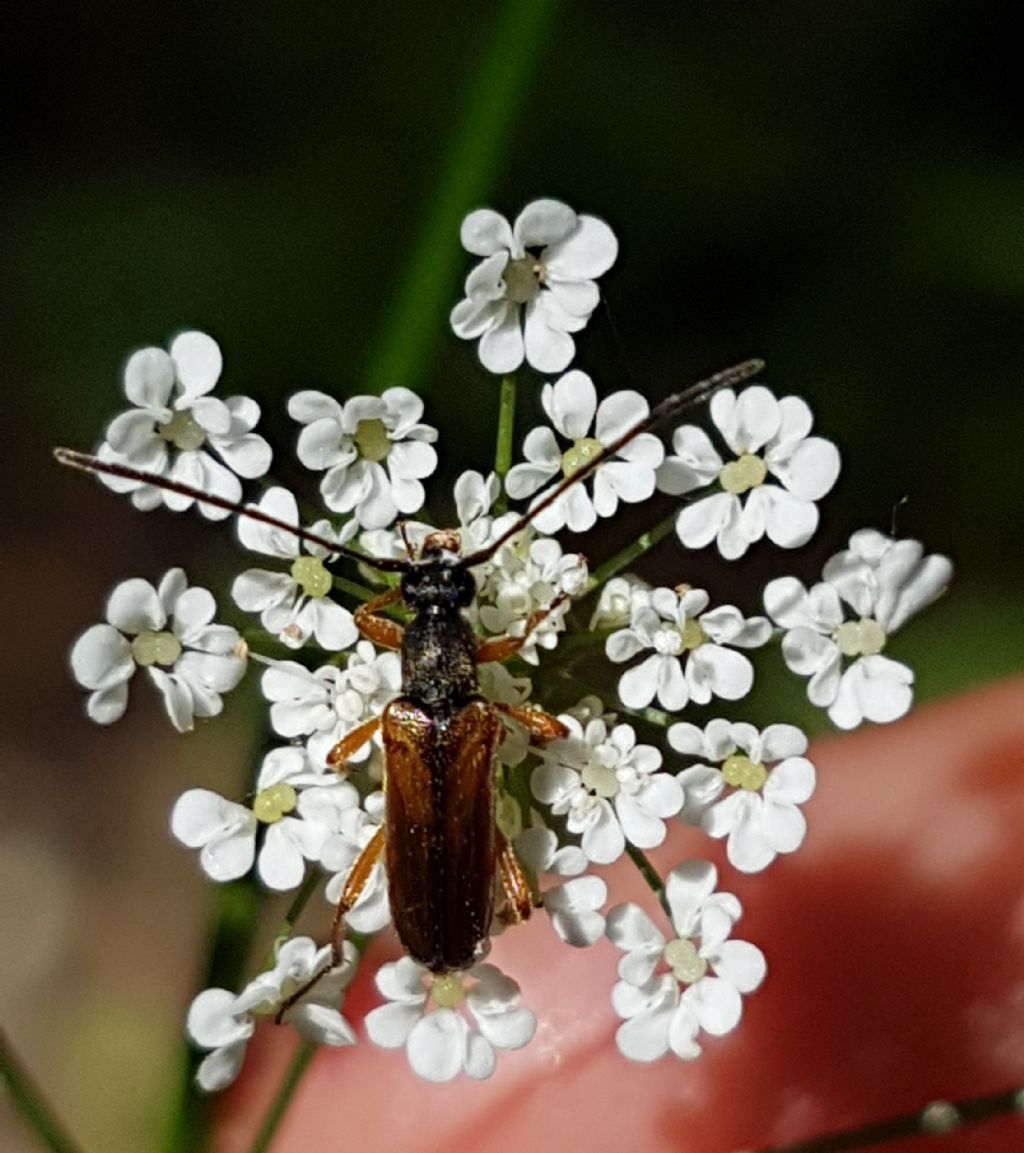 Cerambycidae: Alosterna tabacicolor