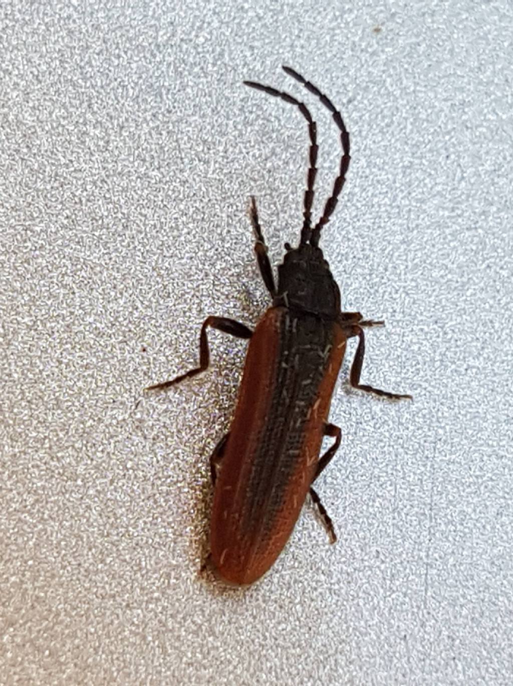Omalisidae: Omalisus fontisbellaquaei, maschio