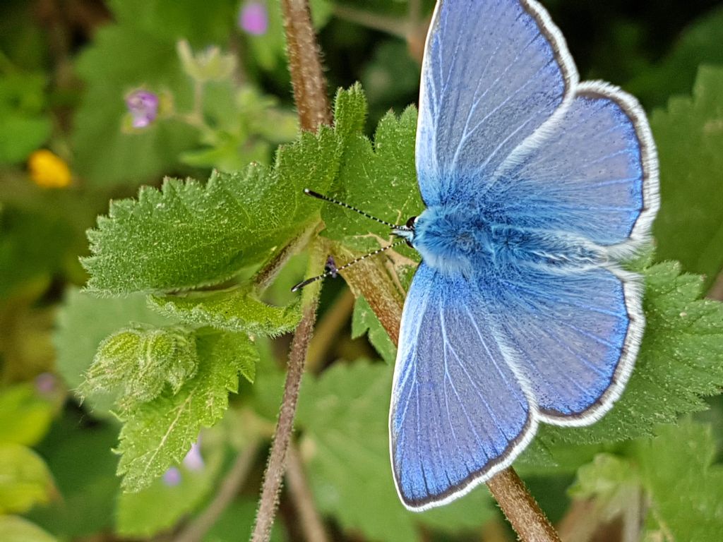 Lycaenidae da identificare