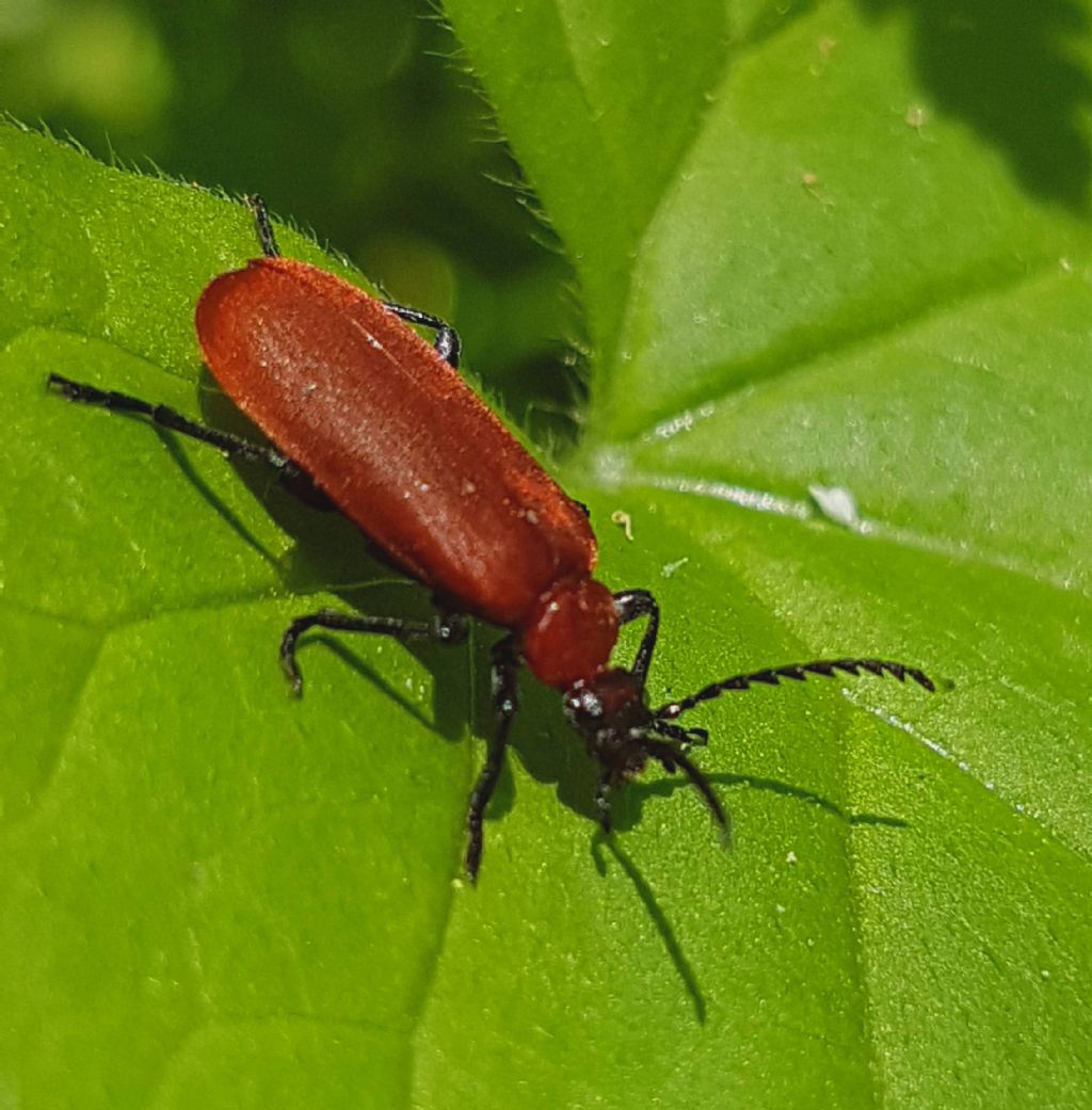 Pyrochroa coccinea, Pyrochroidae
