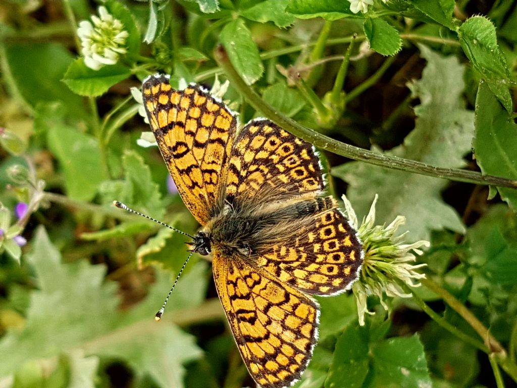 Melitaea didyma? No, Melitaea cinxia, Nymphalidae