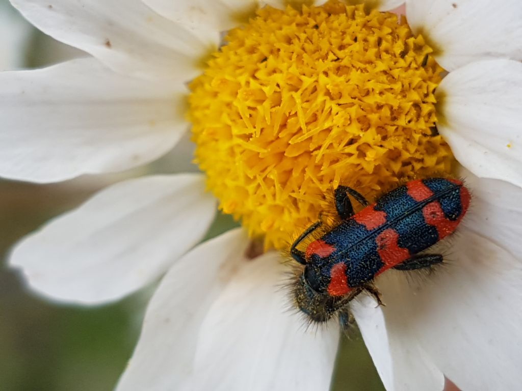 Cleridae: Trichodes alvearius