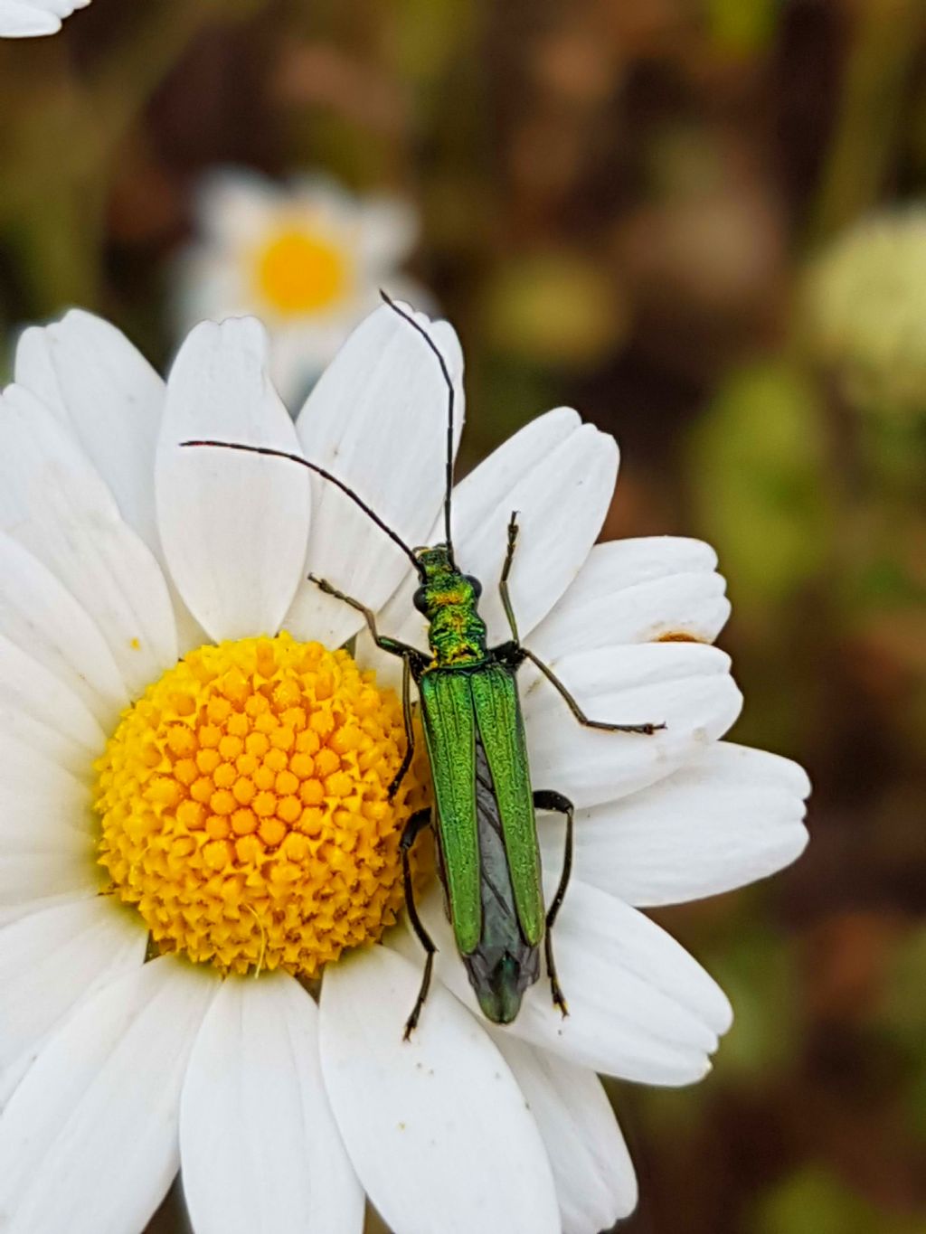 Femmina di Oedemera nobilis