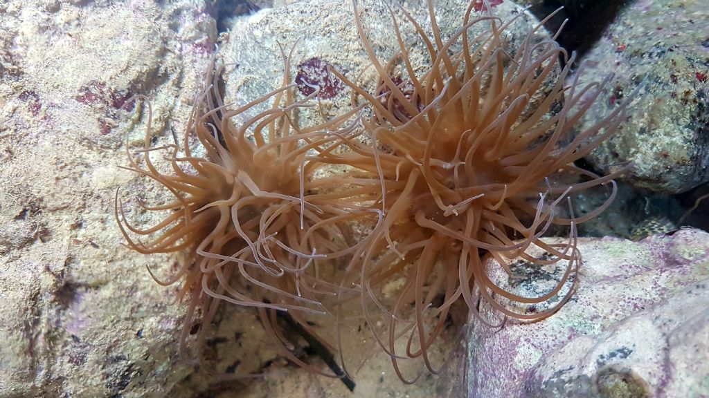 Anemoni da identificare