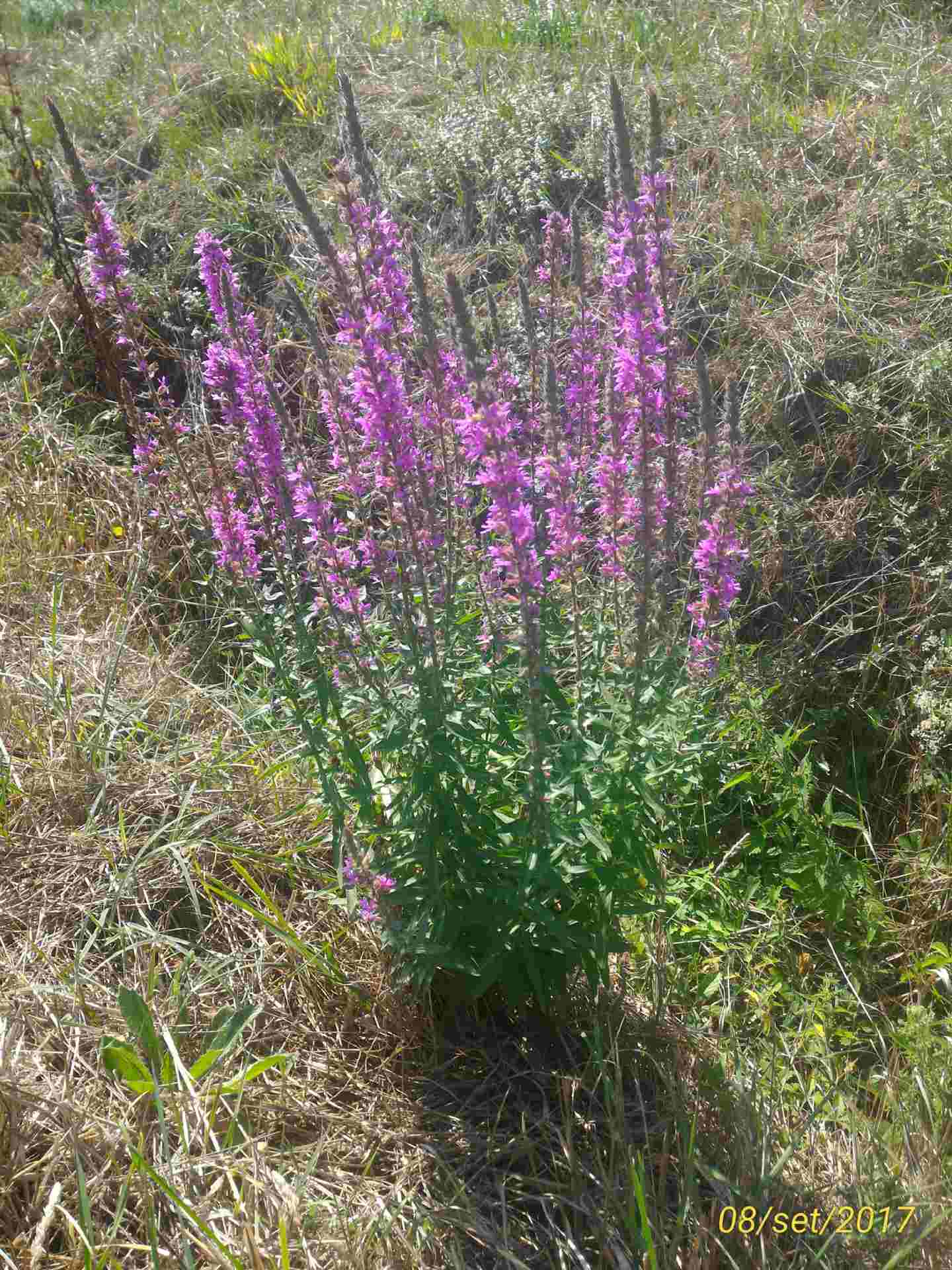 Lythrum salicaria