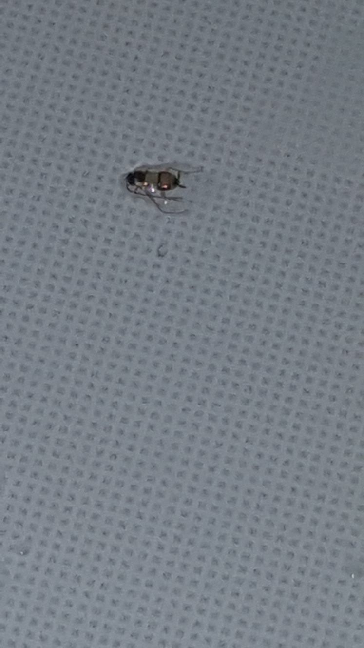 Di che insetto si tratta?  ninfa di Supella longipalpa (Blattellidae)