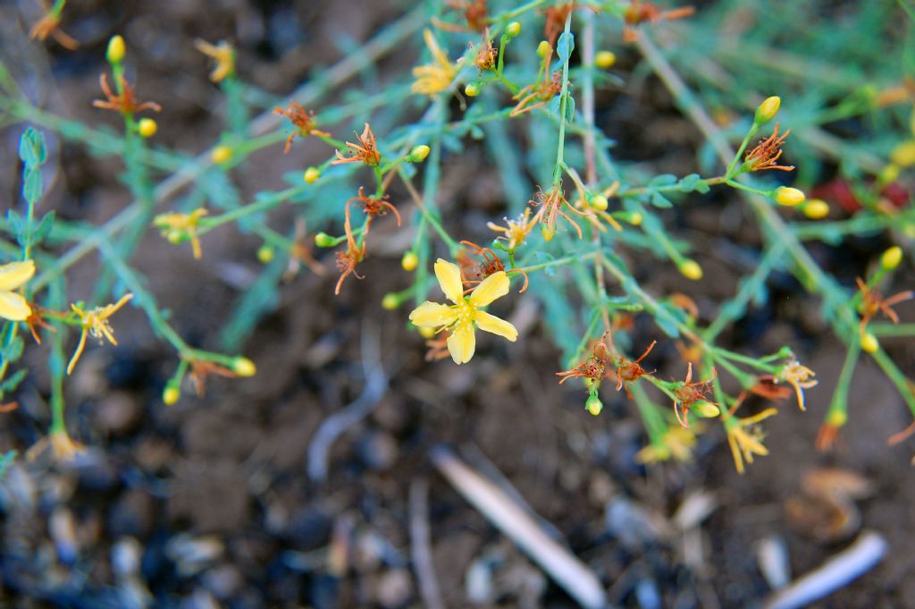 Hypericum triquetrifolium?