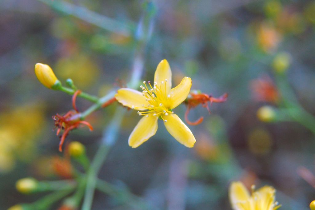 Hypericum triquetrifolium?