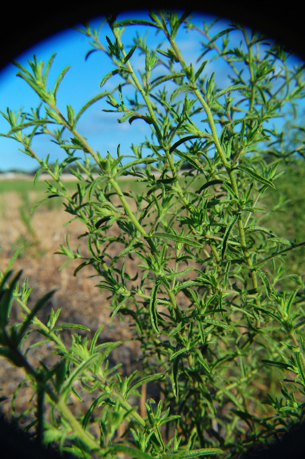 Dittrichia graveolens