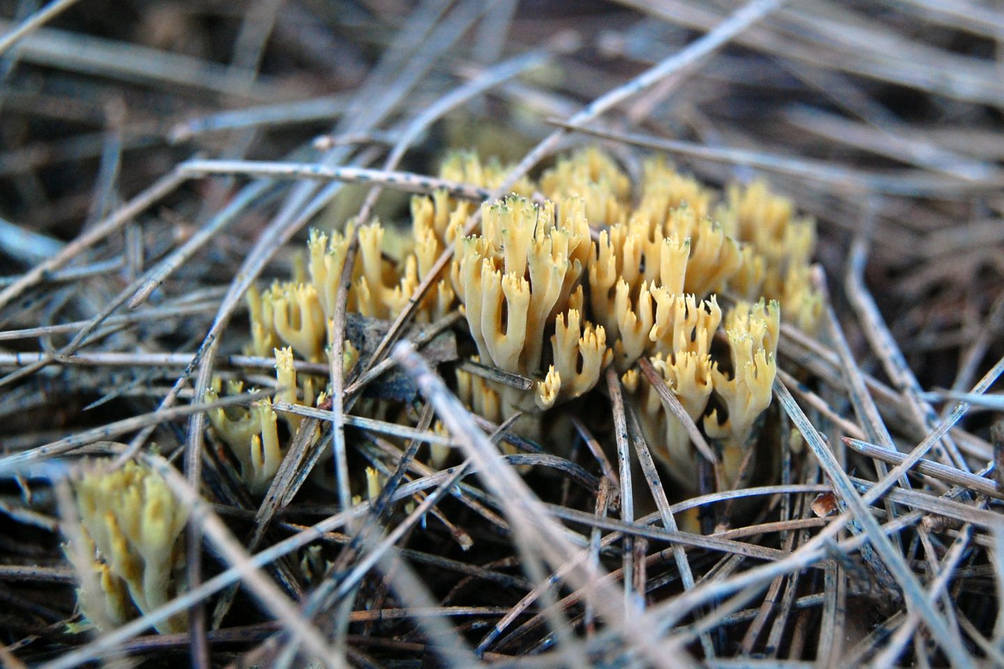 Fungo da determinare