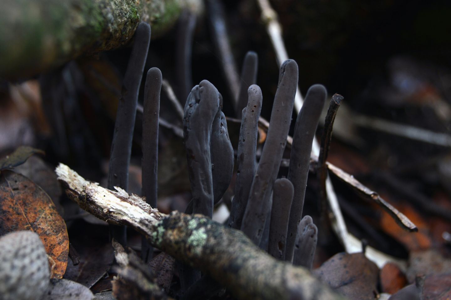 Fungo da determinare