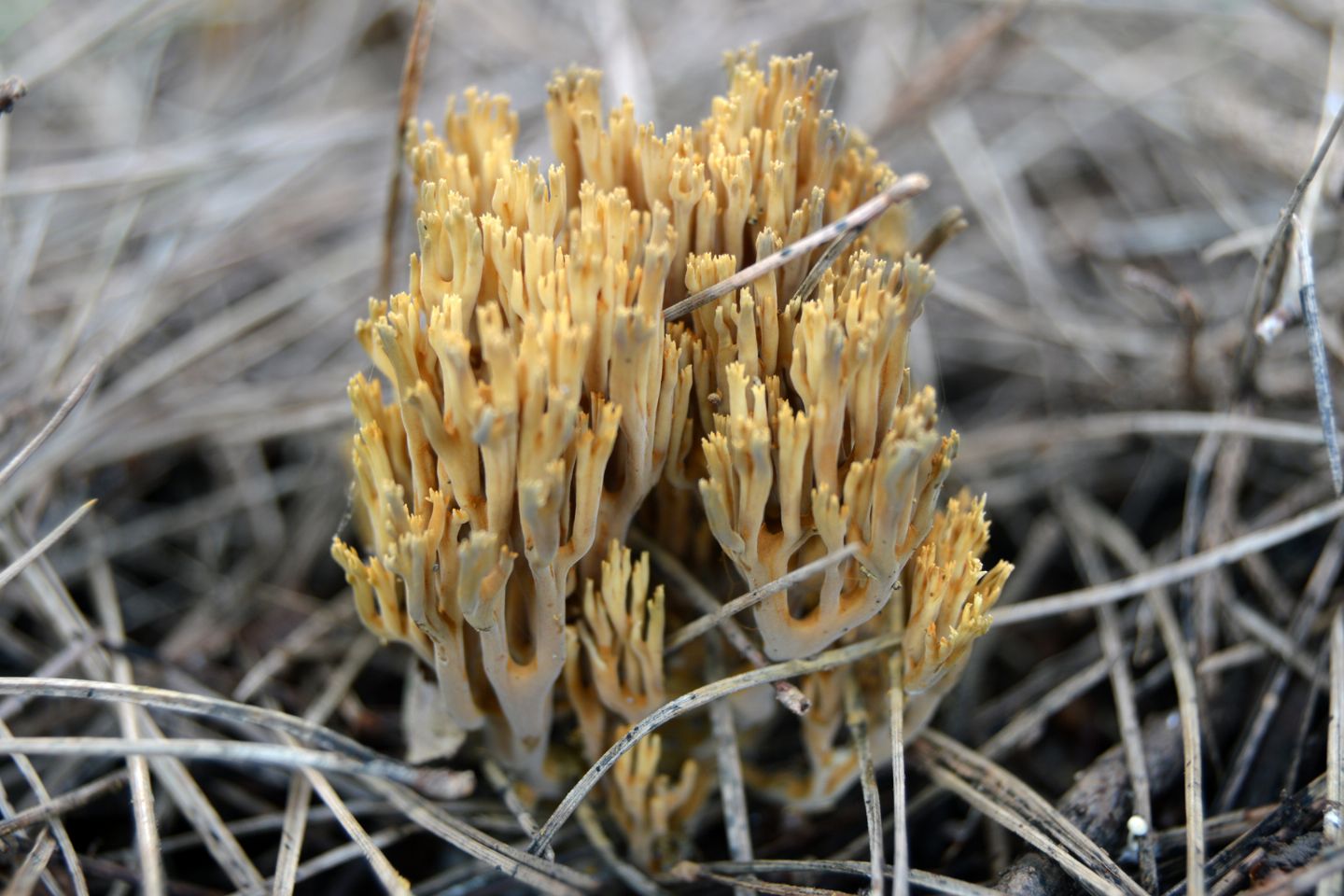 Fungo da determinare