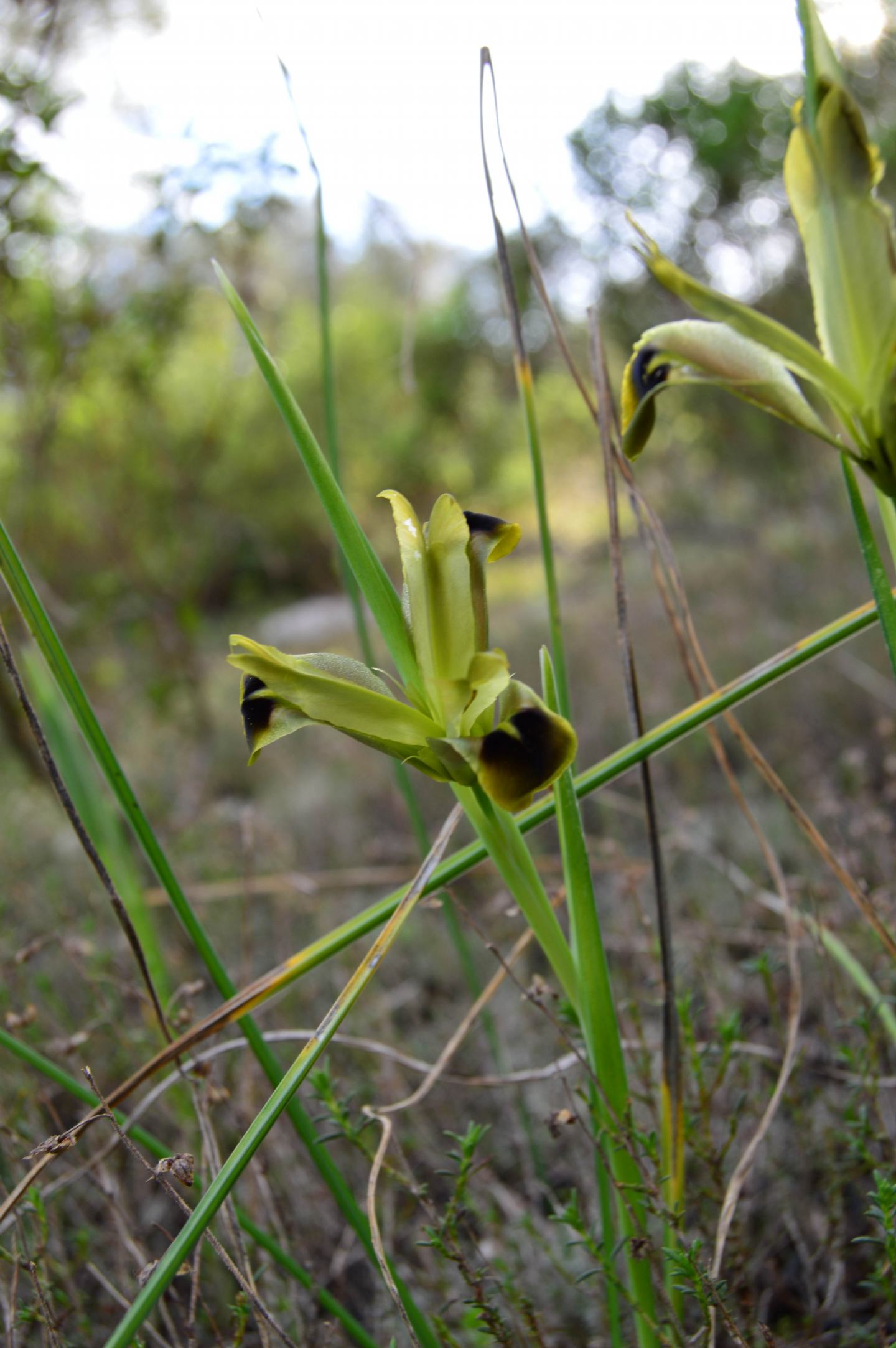 Iris tuberosa / Bellavedova