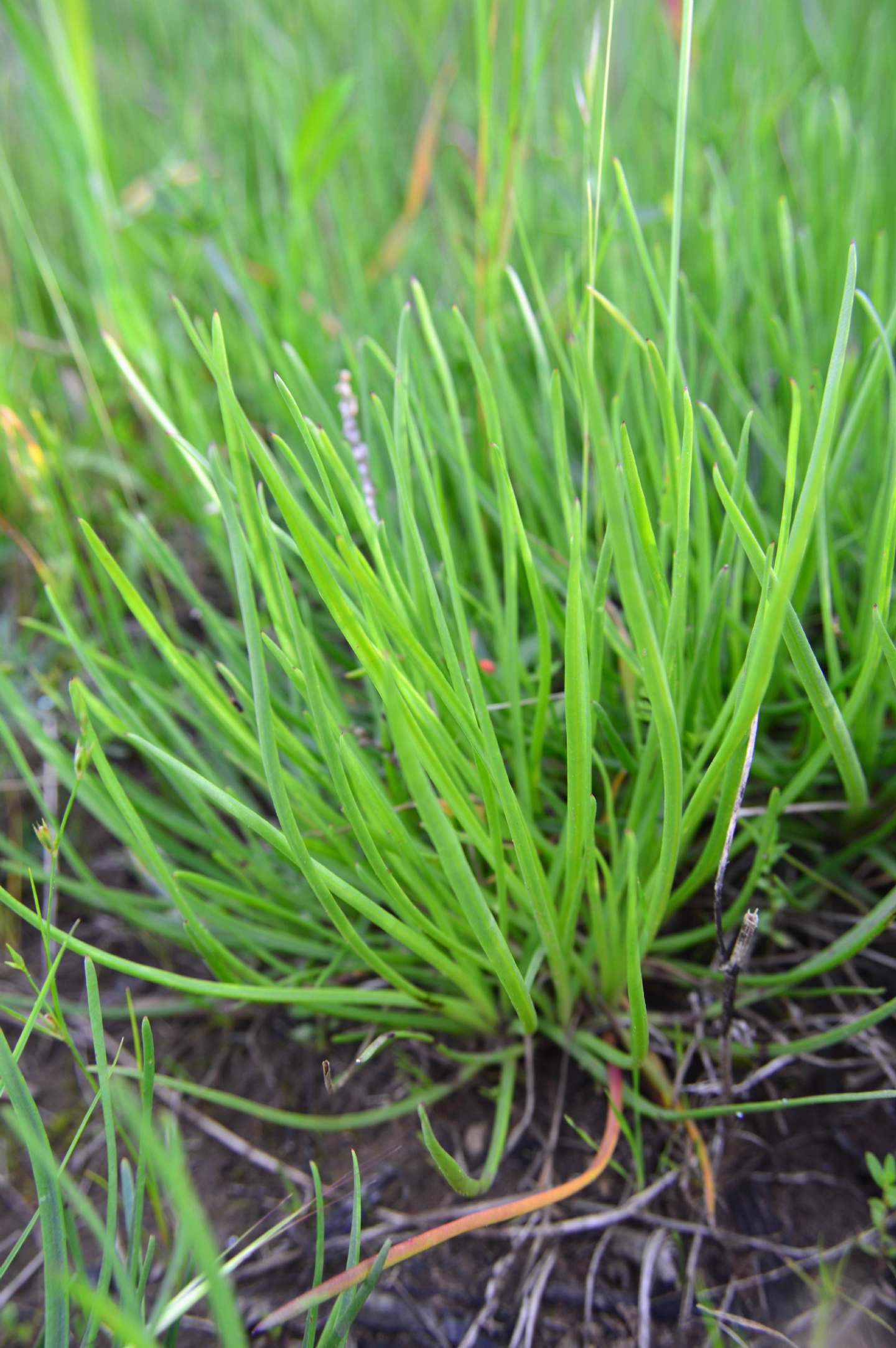 cfr. Littorella uniflora